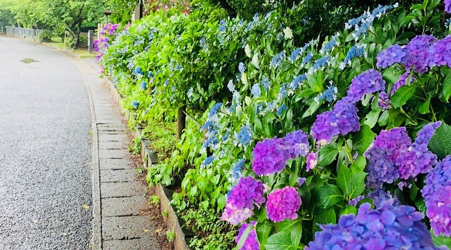 🌳 스미요시 자연공원(스미요시 시젠코엔) 이미지 1